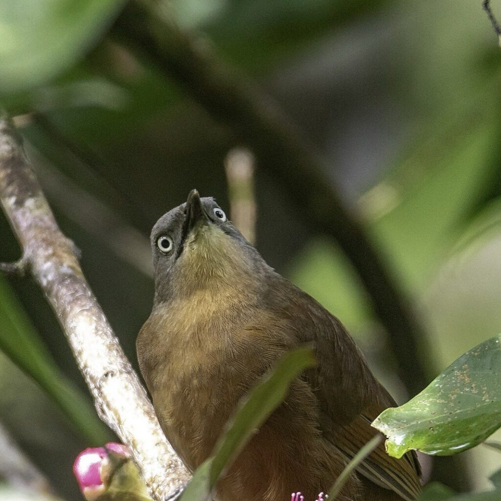 Ashy headed laughingthrush