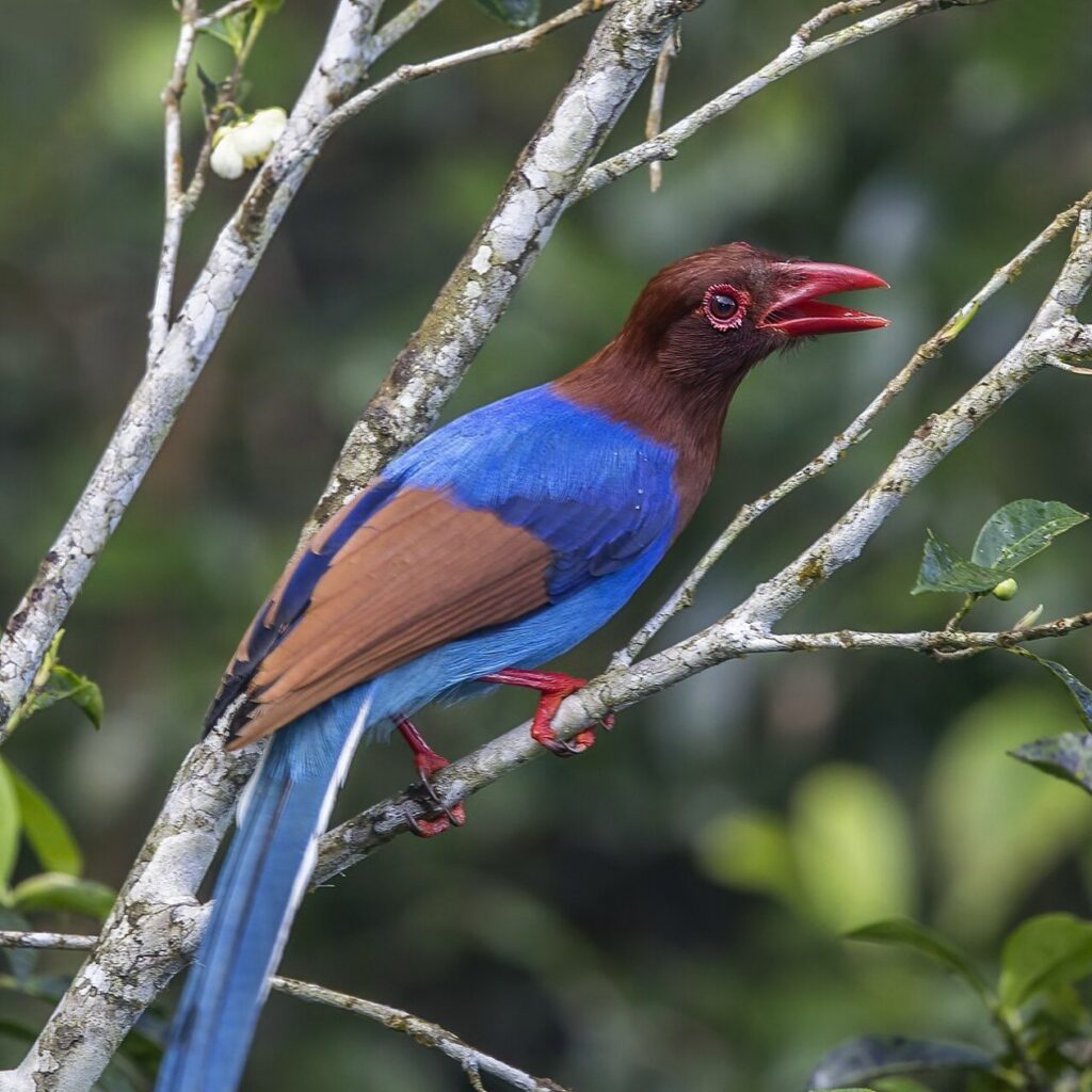 Blue magpie