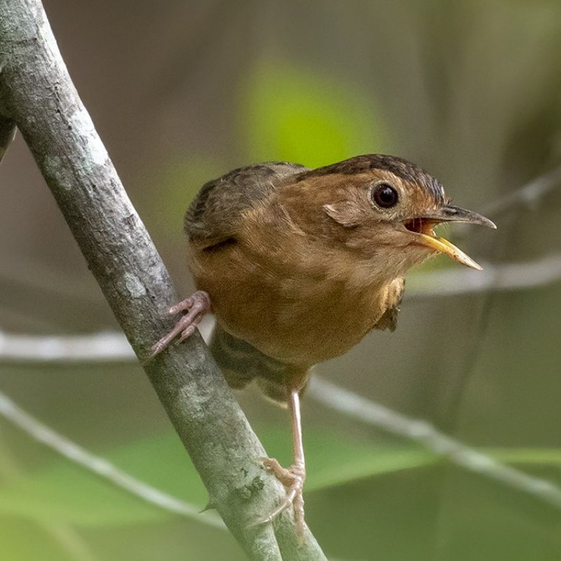 Brown capped babbler