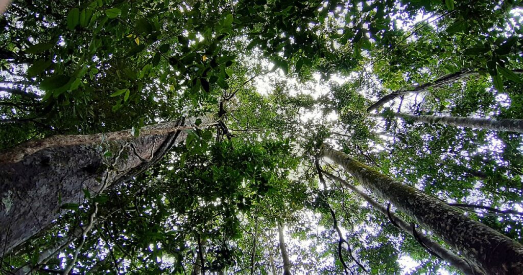 Canopy up