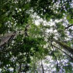 Canopy up