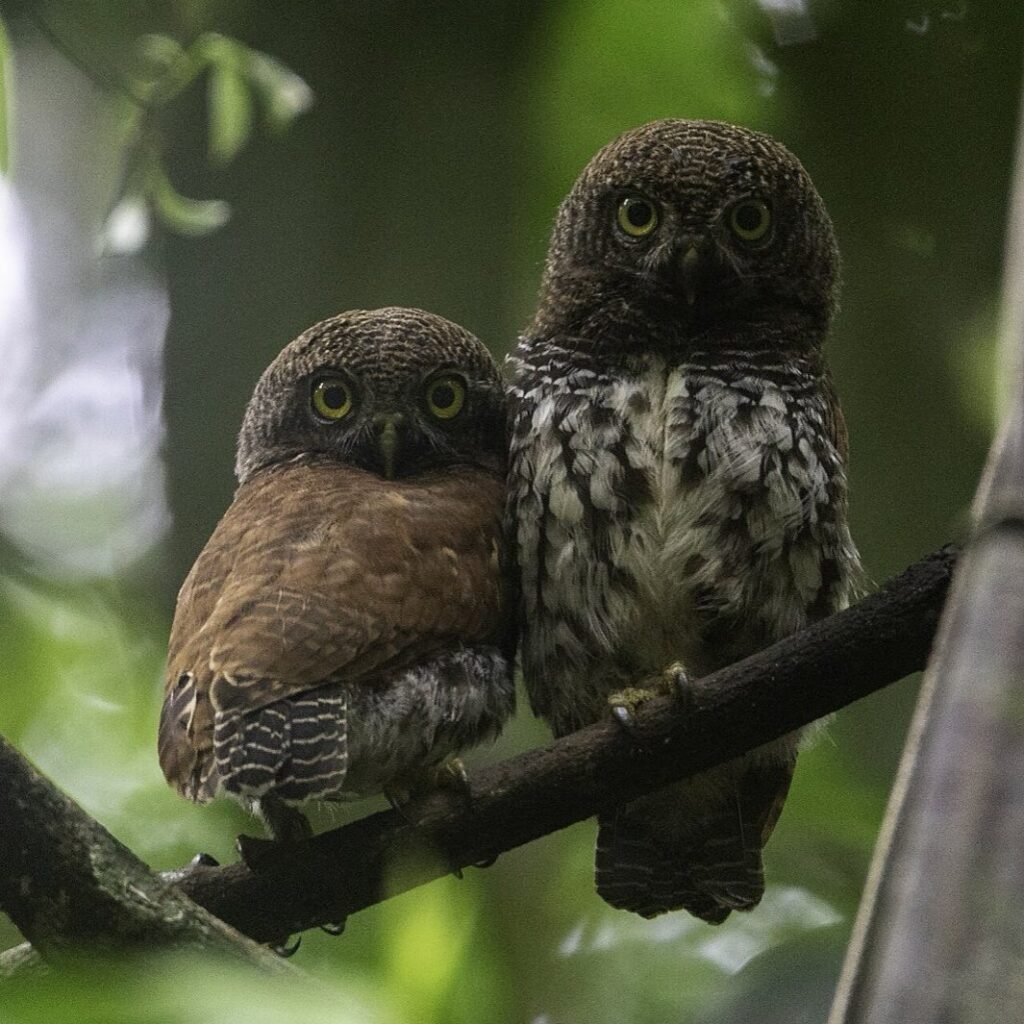 Chestnut backed owlet
