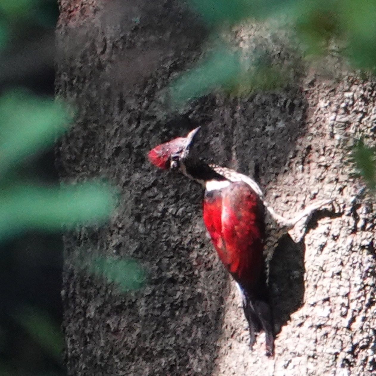 Crimson backed flameback