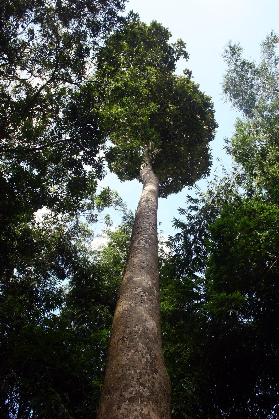 Dipterocarpus