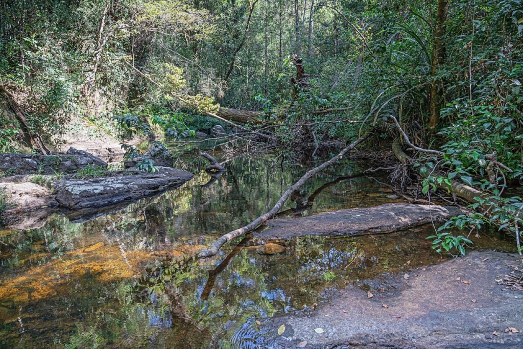 Forest stream