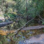 Forest stream