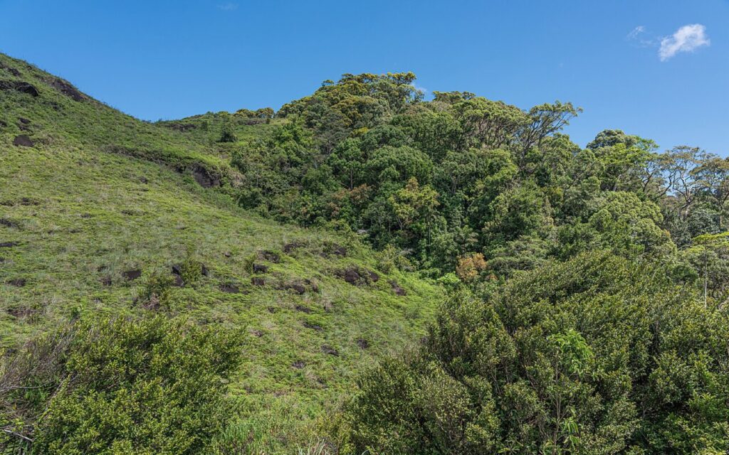 Forest trail