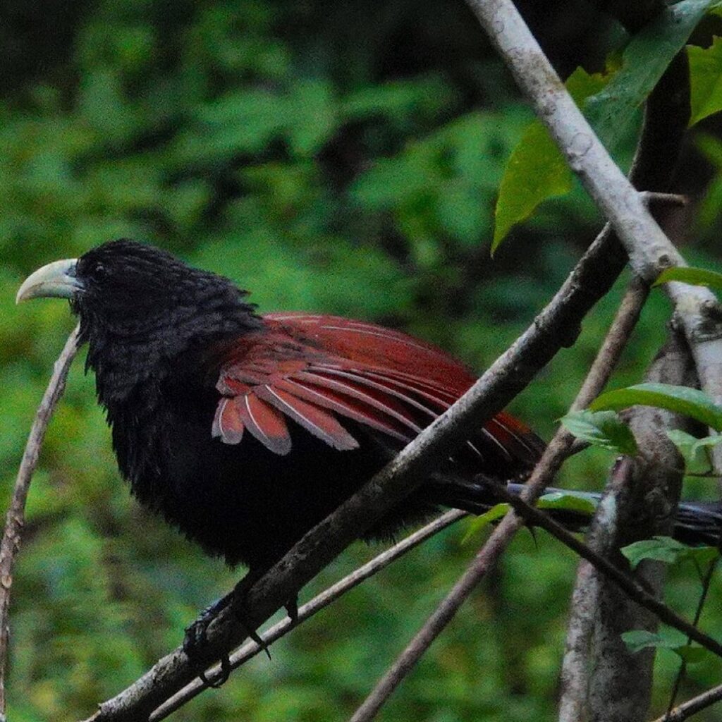 Green billed coucal