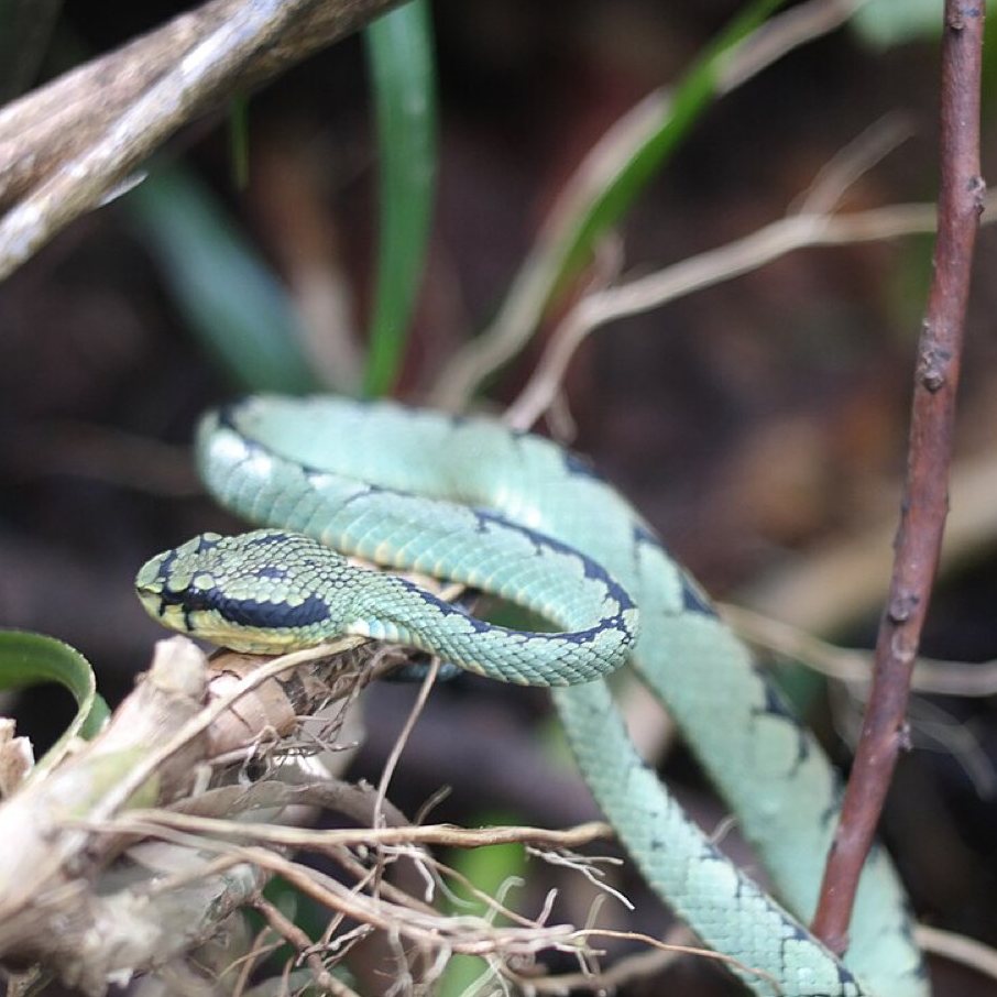 Green pit viper
