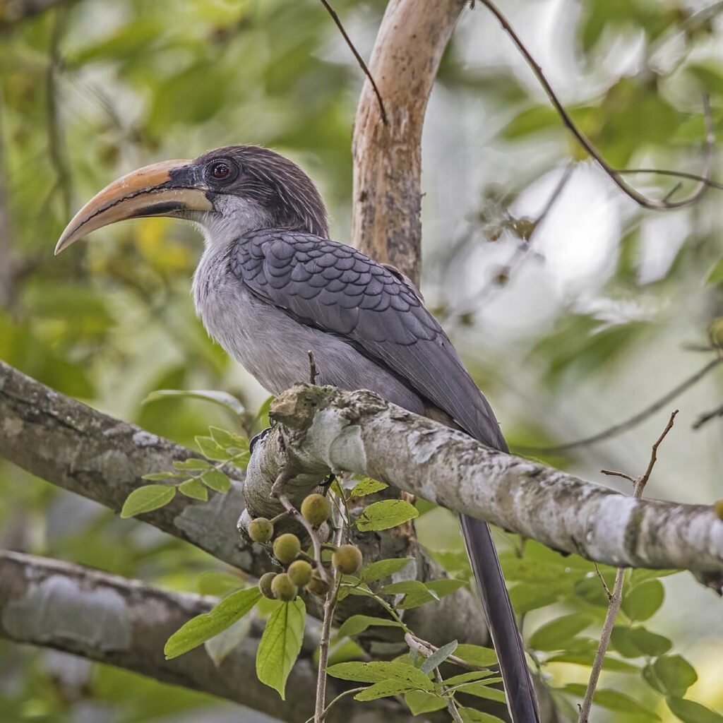 Grey hornbill