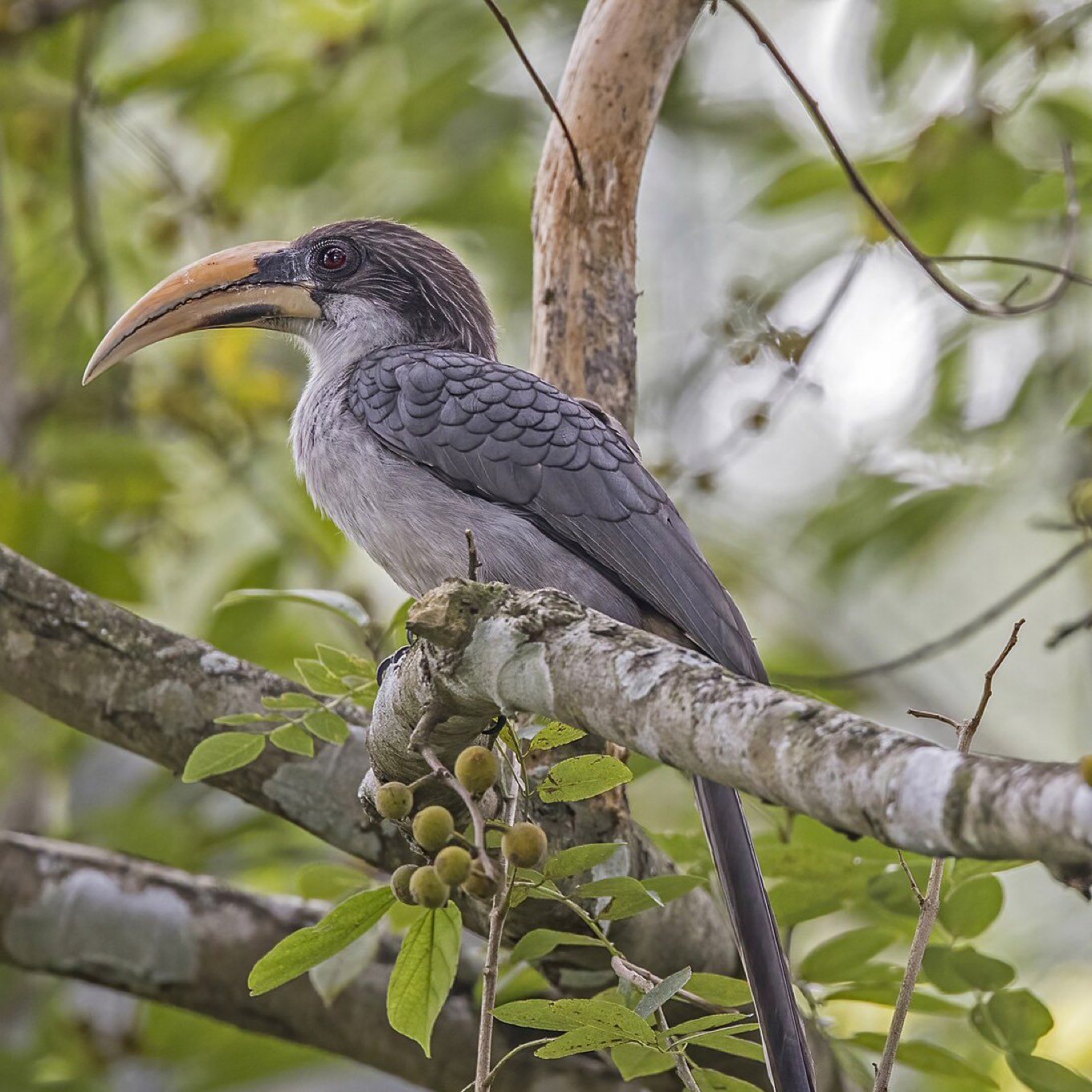 Grey hornbill