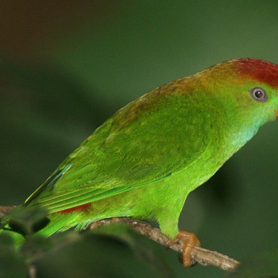 Hanging parrot