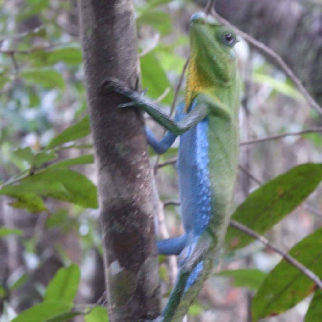 Hump nosed lizard