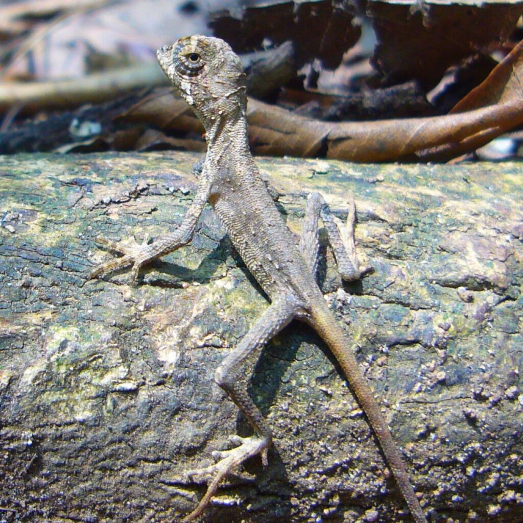 Kangaroo lizard