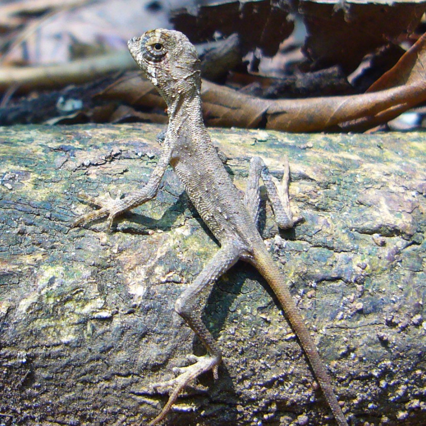 Kangaroo lizard