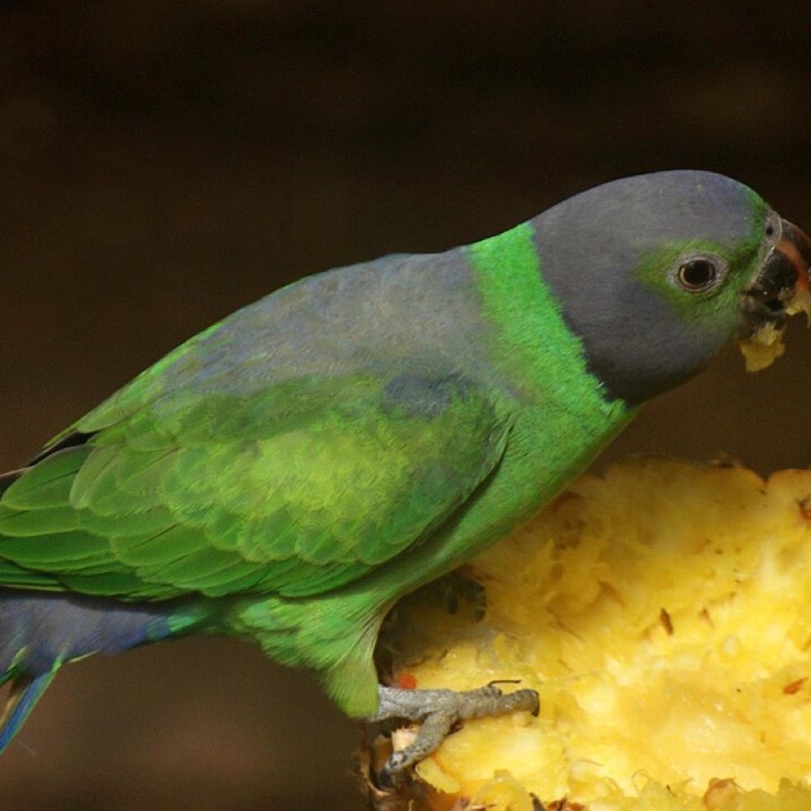 Layards parakeet