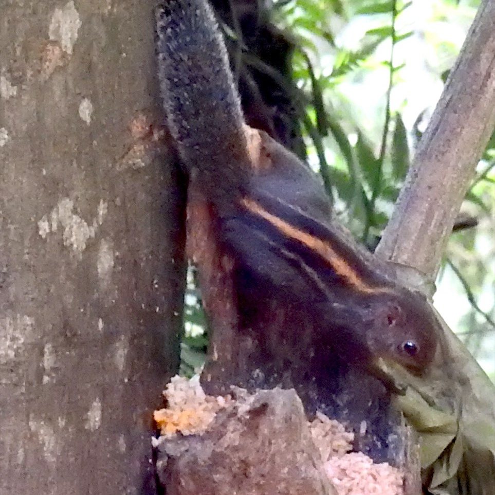 Layards squirrel