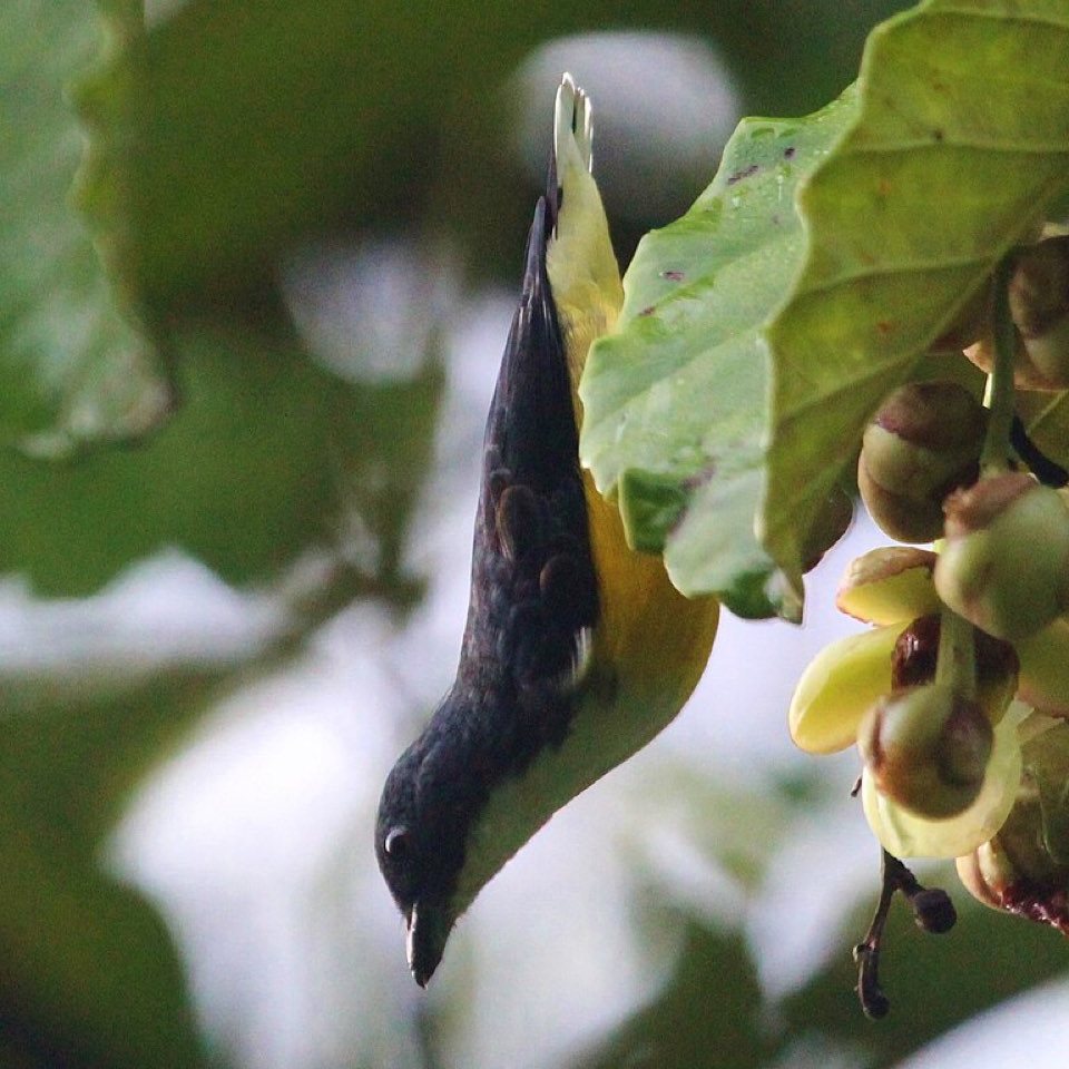 Legges flowerpecker