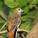 Malabar trogon