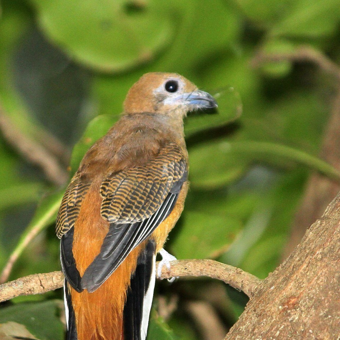 Malabar trogon