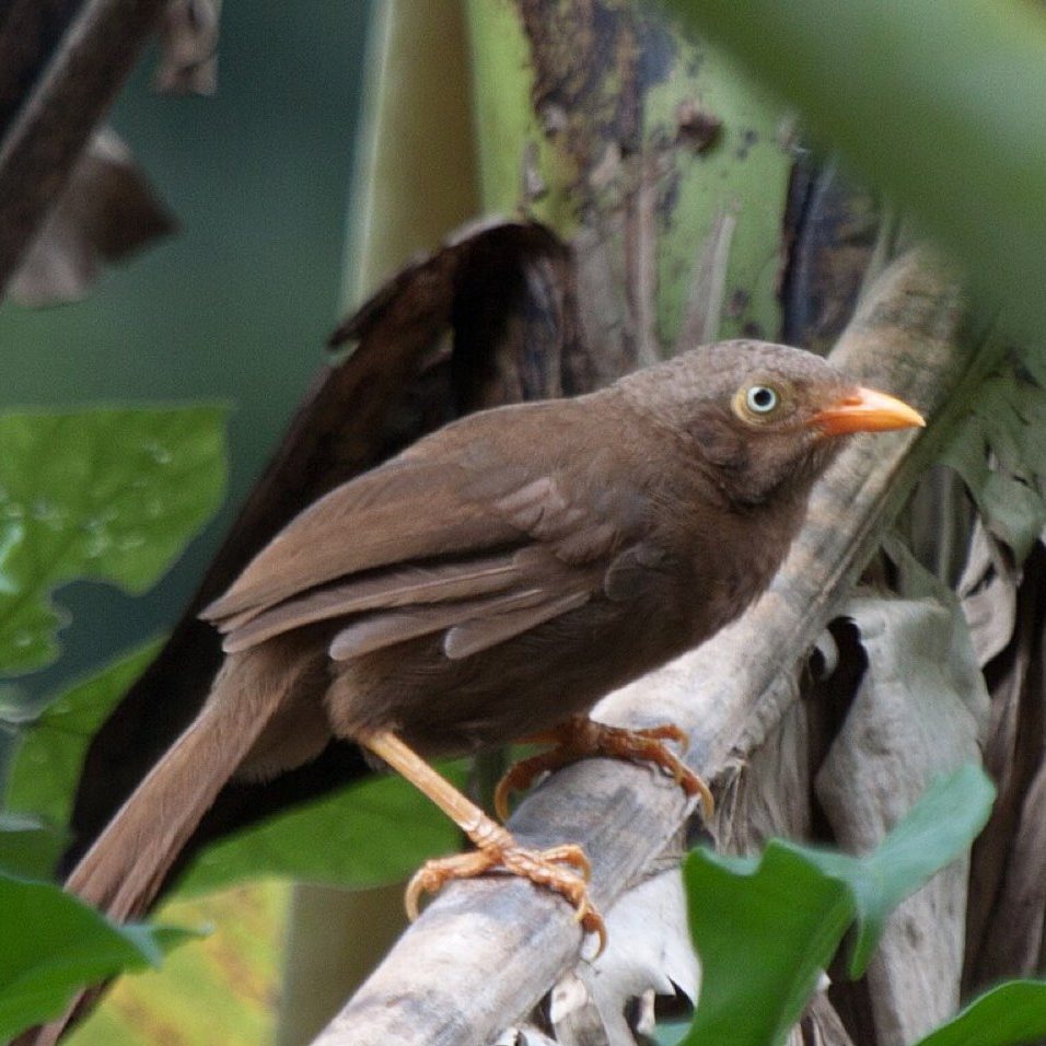 Orange billed babbler