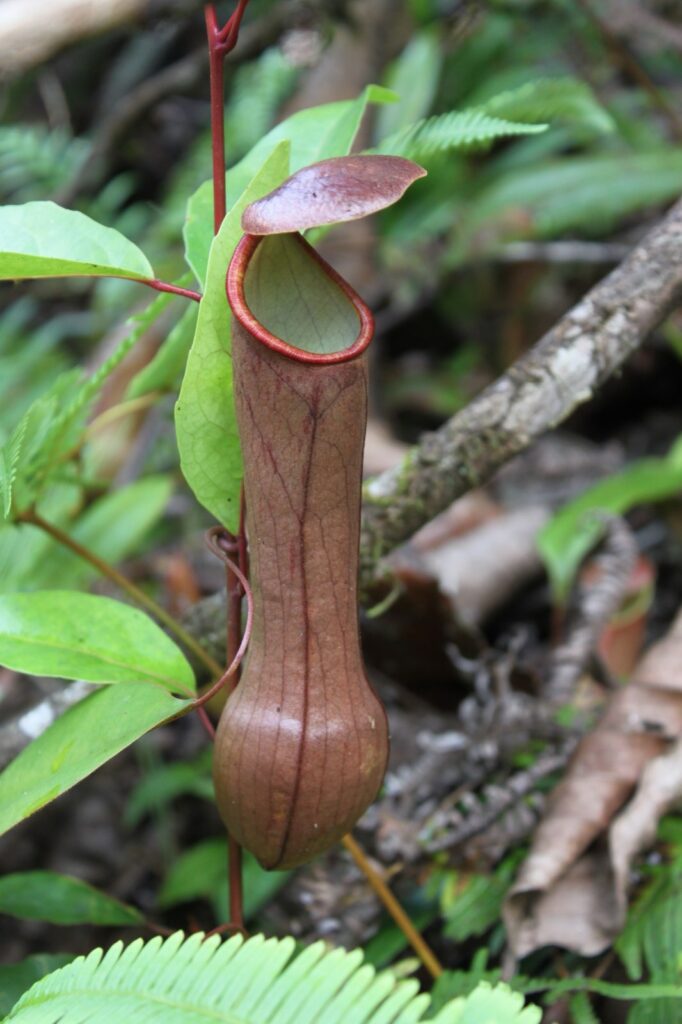 Pitcher plant