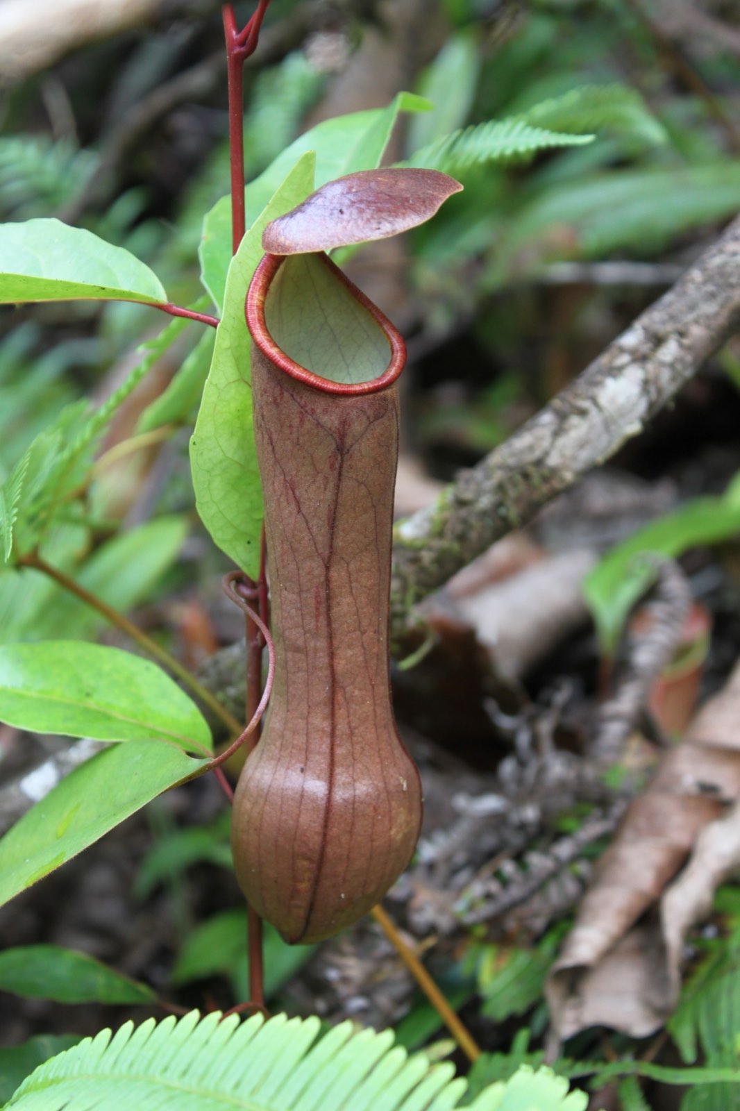 Pitcher plant