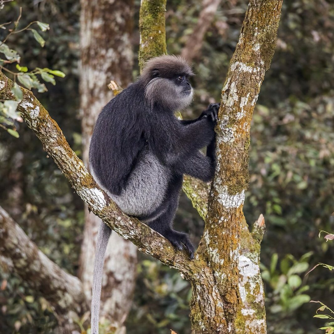 Purple faced langur