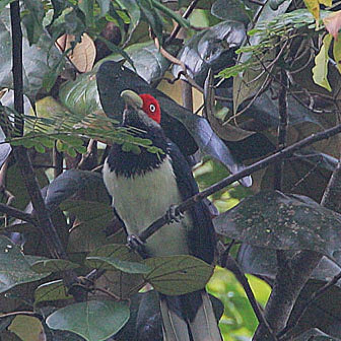 Red faced malkoha
