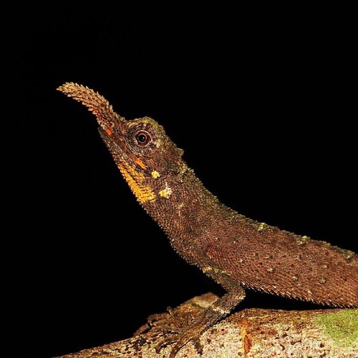 Rough horned lizard