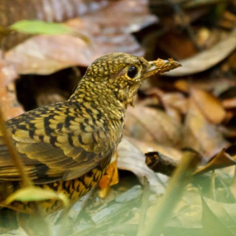 Scaly thrush