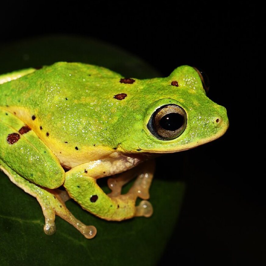 Shrub frog