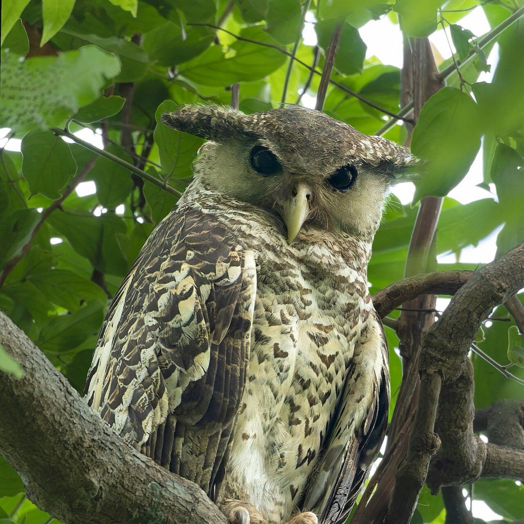 Spot bellied eagle owl