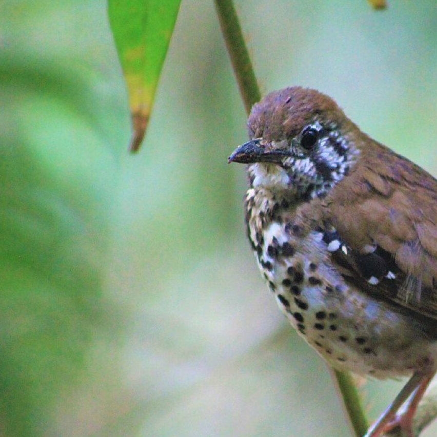 Spot winged thrush