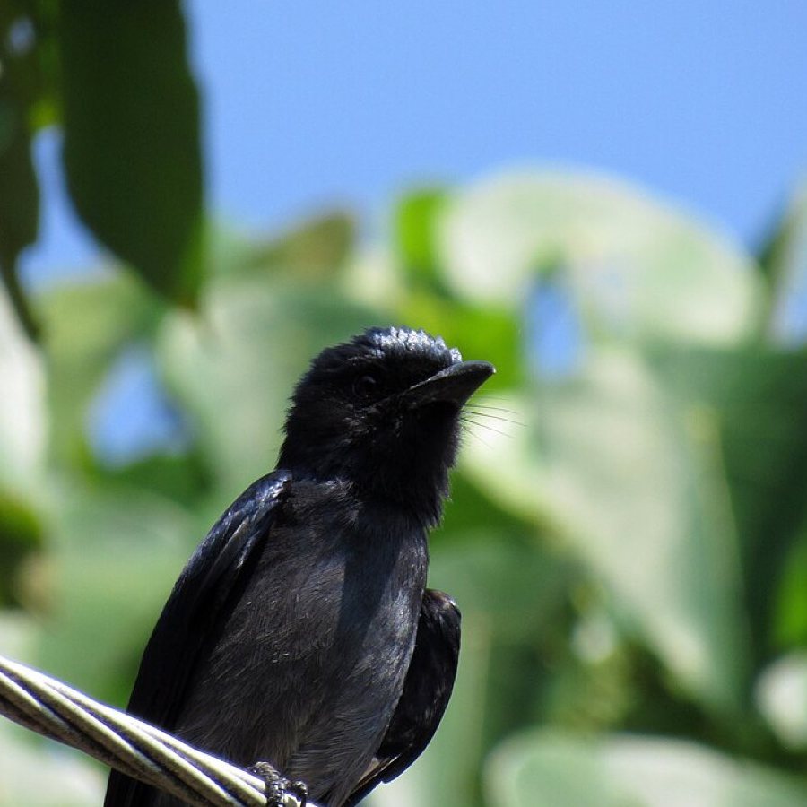Sri lanka drongo