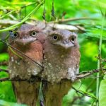Sri lanka frogmouth