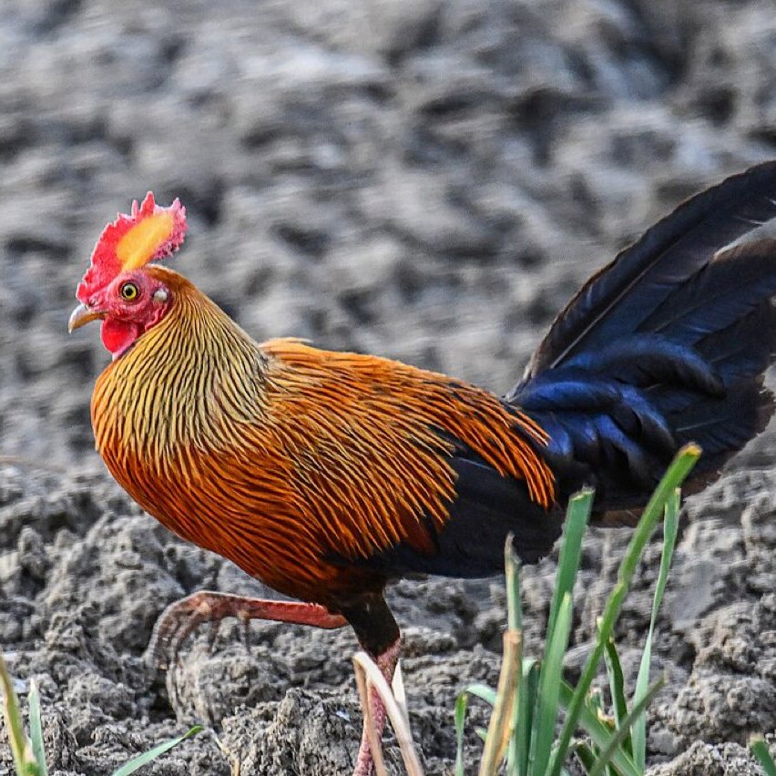 Sri lanka junglefowl