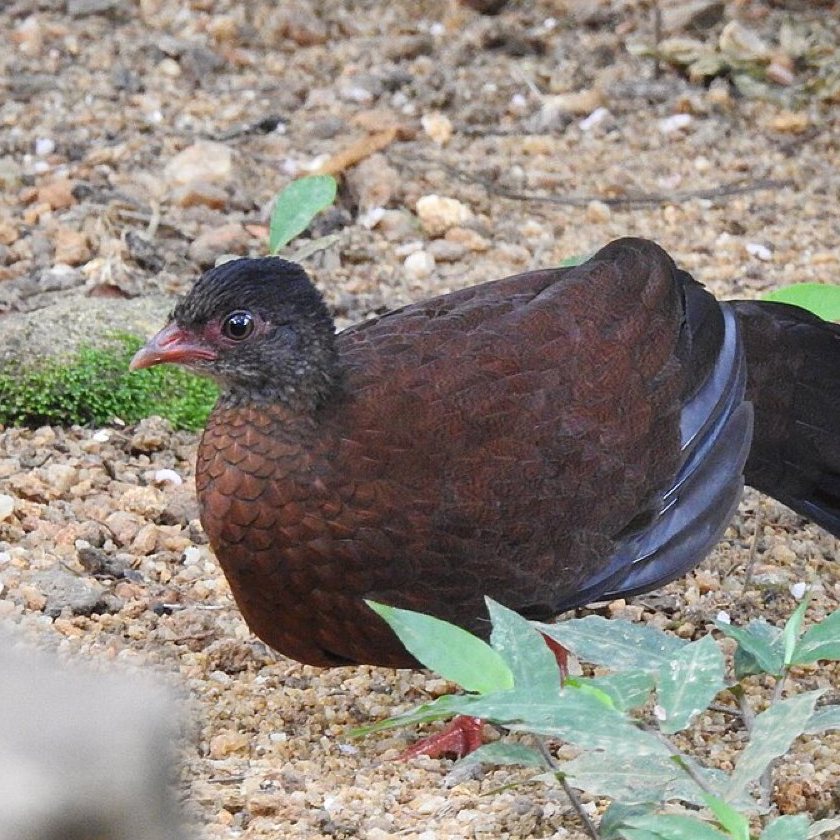 Sri lanka spurfowl