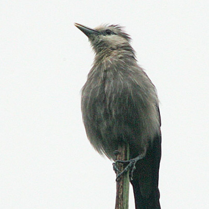 White faced starling