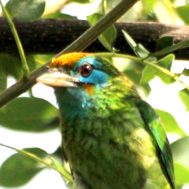 Yellow fronted barbet